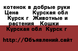 котенок в добрые руки › Цена ­ 1 - Курская обл., Курск г. Животные и растения » Кошки   . Курская обл.,Курск г.